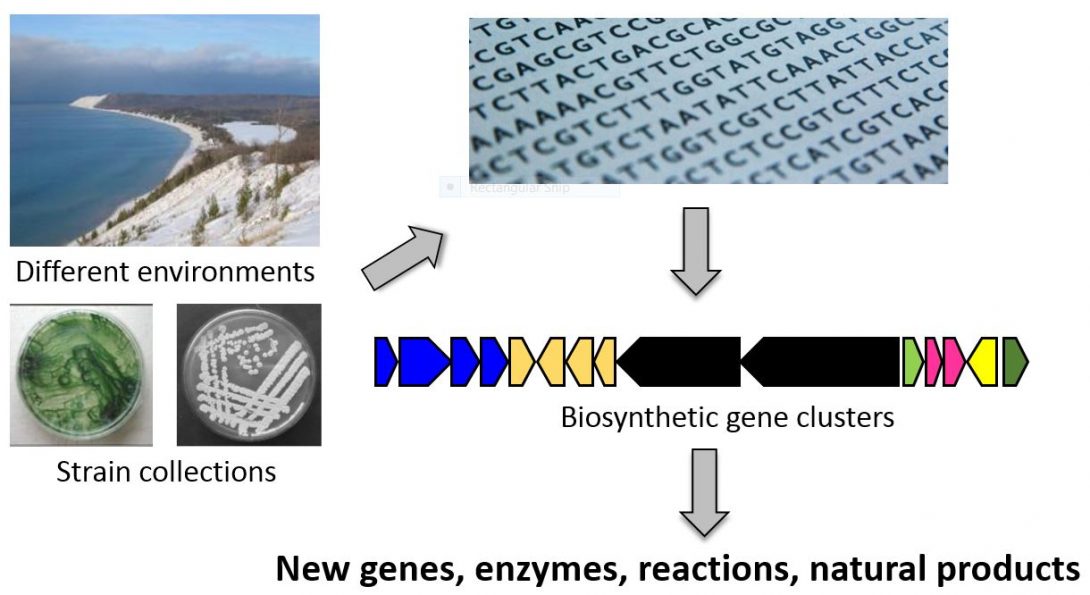 Genome mining workflow