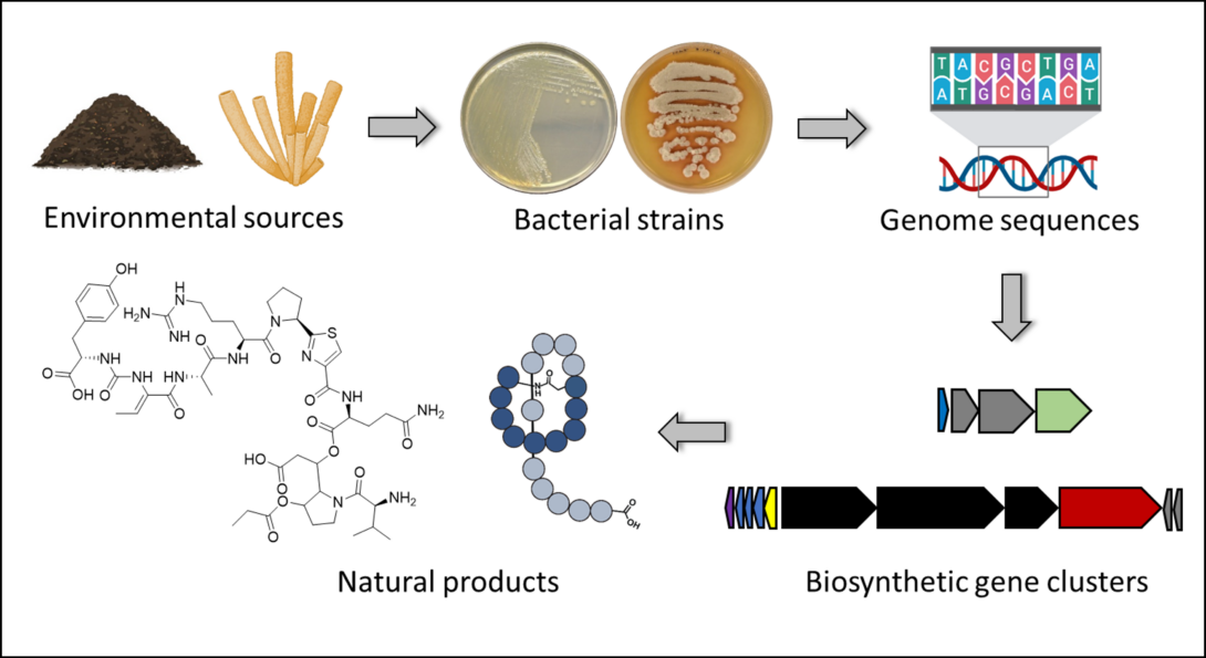 Genome mining workflow
