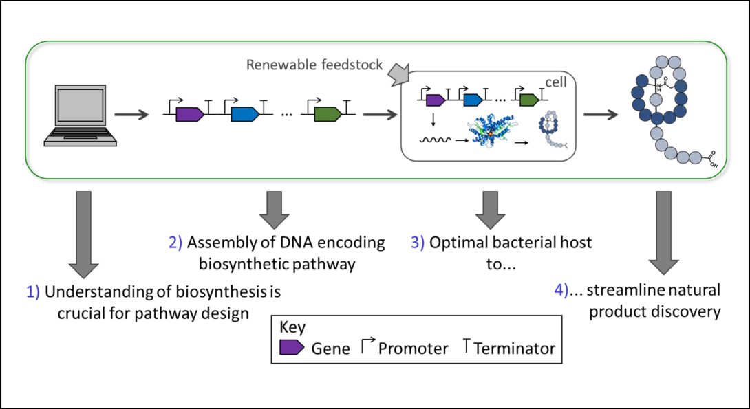 Microbial production workflow